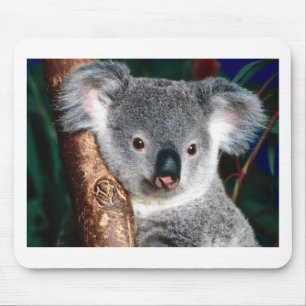 Land-Tier Koala-Bärn-Australiens Outback niedlich Mousepad
