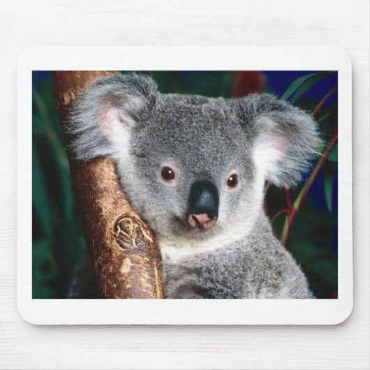 Land-Tier Koala-Bärn-Australiens Outback niedlich Mousepad (Vorne)