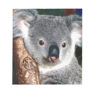 Land-Tier Koala-Bärn-Australiens Outback niedlich Notizblock