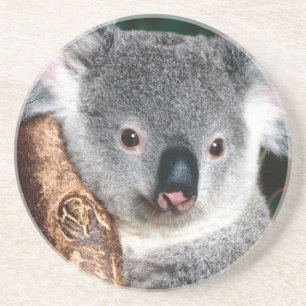 Land-Tier Koala-Bärn-Australiens Outback niedlich Sandstein Untersetzer