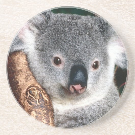 Land-Tier Koala-Bärn-Australiens Outback niedlich Sandstein Untersetzer (Vorne)