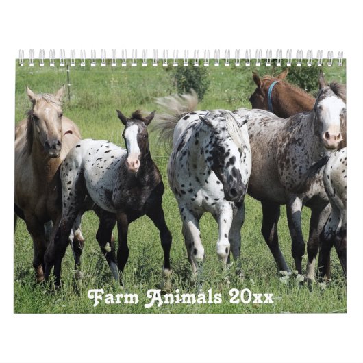 Landamerikanische Landtiere Kalender (Titelbild)