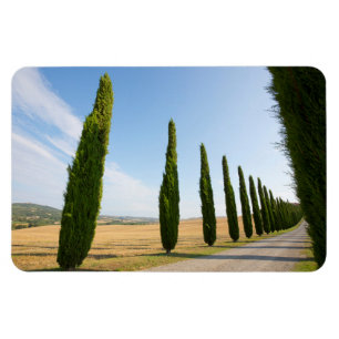 Landbaum Lined Road, Toskana Magnet