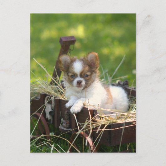 LandBumpkin Postkarte (Vorderseite)