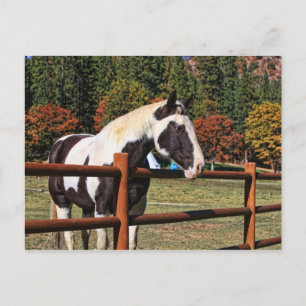 LÄNDERPFERD POSTKARTE