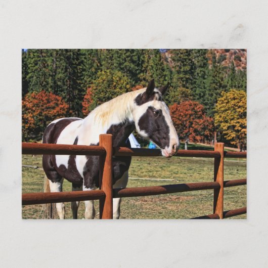 LÄNDERPFERD POSTKARTE (Vorderseite)