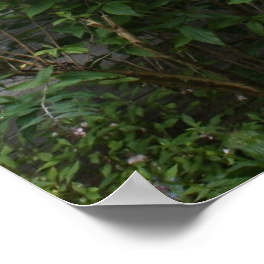 Länderspezifische Blume Poster (Ecke)