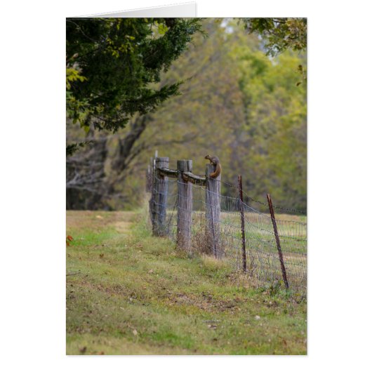 Länderzaun und Eichhörnchenkarte (Vorne)