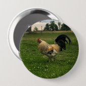Landhuhn auf dem Bauernhof Foto Button (Vorne & Hinten)