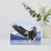 Landing Bald Eagle Postkarte (Stehend Vorderseite)