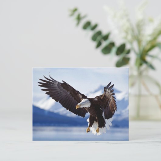 Landing Bald Eagle Postkarte (Stehend Vorderseite)