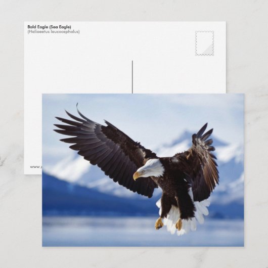Landing Bald Eagle Postkarte (Vorne/Hinten)