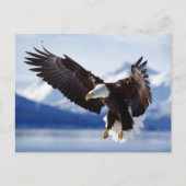 Landing Bald Eagle Postkarte (Vorderseite)