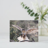 Landing Ferruginous Hawk Postkarte (Stehend Vorderseite)