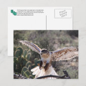 Landing Ferruginous Hawk Postkarte (Vorne/Hinten)