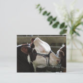 Landkreis Fair Cow Postkarte (Stehend Vorderseite)