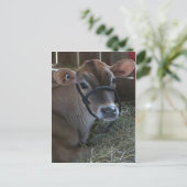 Landkreis Fair Cow Postkarte (Stehend Vorderseite)