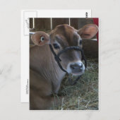 Landkreis Fair Cow Postkarte (Vorne/Hinten)