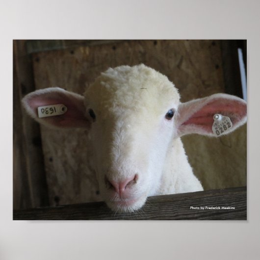 Landkreis Fair Sheep Poster (Vorne)