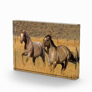 Landleben auf der Ponderosa Ranch Fotoblock