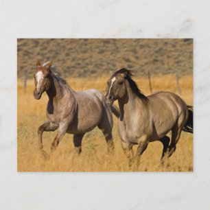 Landleben auf der Ponderosa Ranch Postkarte