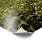 Ländliche Ameriana North Carolina Fotodruck (Ecke)