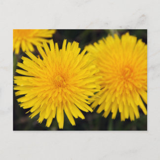 Ländliche gelbe Löwenzahnblumen-Postkarte Postkarte