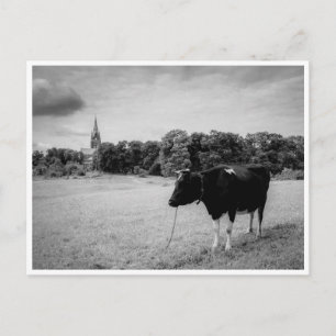 Ländliche Idylle mit schwarz/weißer Kuh Postkarte