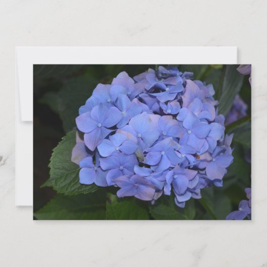 Ländliche Violette Hydrangea macrophylla Einladung (Vorderseite)