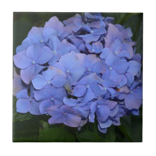 Ländliche Violette Hydrangea macrophylla Fliese
