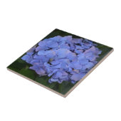 Ländliche Violette Hydrangea macrophylla Fliese (Seite)