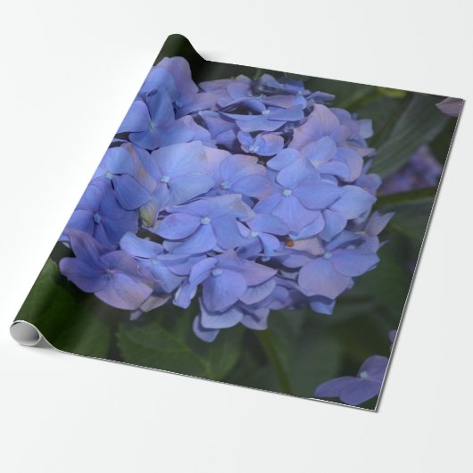 Ländliche Violette Hydrangea macrophylla Geschenkpapier (Ungerollt)