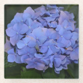 Ländliche Violette Hydrangea macrophylla Glasuntersetzer (Vorderseite)