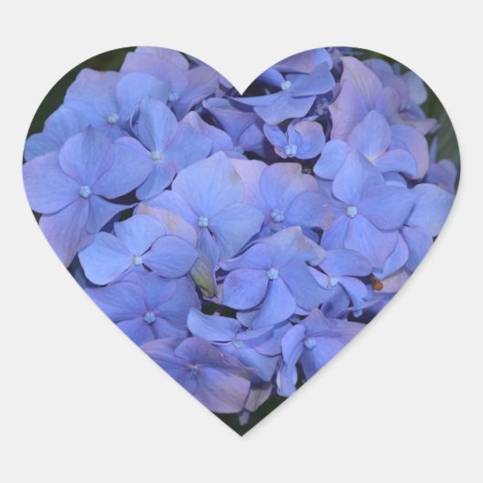 Ländliche Violette Hydrangea macrophylla Herz-Aufkleber (Vorderseite)