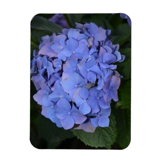 Ländliche Violette Hydrangea macrophylla Magnet (Vertikal)