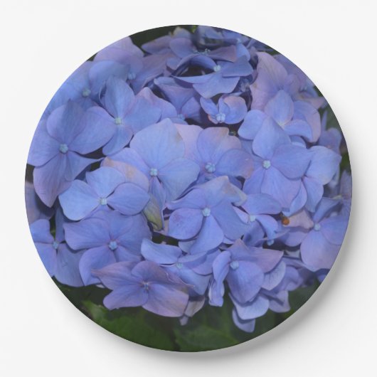 Ländliche Violette Hydrangea macrophylla Pappteller (Vorderseite)