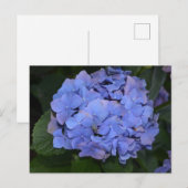 Ländliche Violette Hydrangea macrophylla Postkarte (Vorne/Hinten)