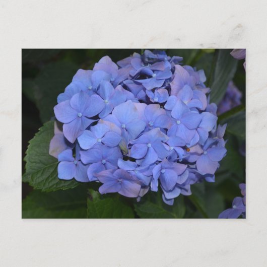 Ländliche Violette Hydrangea macrophylla Postkarte (Vorderseite)