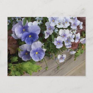 Ländliche Violette Stiefmütterchen Blumen Postkarte