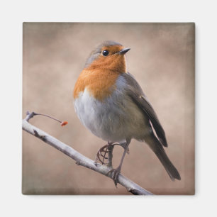 Ländlicher Robin-Magnet Magnet