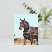 Ländliches Pferd und Buggy Postkarte (Stehend Vorderseite)