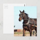Ländliches Pferd und Buggy Postkarte (Vorne/Hinten)