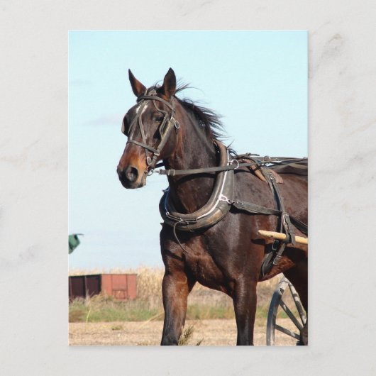 Ländliches Pferd und Buggy Postkarte (Vorderseite)