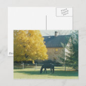 Landpferd - Postkarte (Vorne/Hinten)