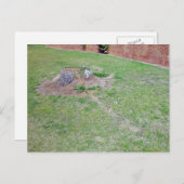 Landscaping-Ideen zur Abdeckung eines Baumstalls Postkarte (Vorne/Hinten)