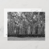 Landschaft Banyan Trees B&W Foto Postkarte (Vorne/Hinten)
