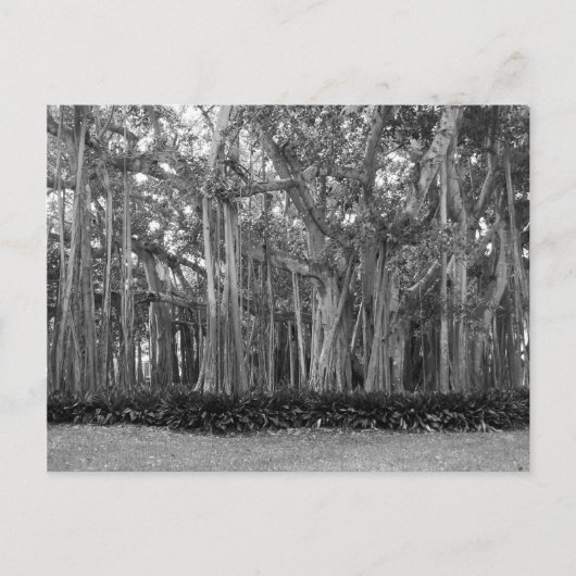 Landschaft Banyan Trees B&W Foto Postkarte (Vorderseite)