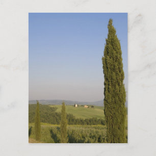 Landschaft bei Pienza. Val d'Orcia, Siena Postkarte