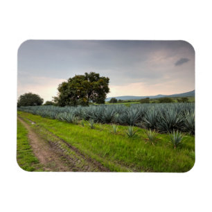 Landschaft der blauen Agave Magnet