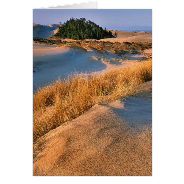 Landschaft der Dünen von Oregon (Vorne)